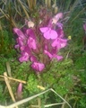 Kystmyrklegg (Pedicularis sylvatica)