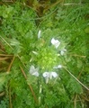 Irsk myrklegg (Pedicularis sylvatica subsp. hibernica)