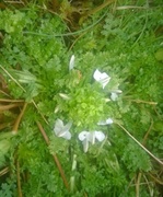 Irsk myrklegg (Pedicularis sylvatica subsp. hibernica)