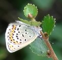 Idasblåvinge (Plebejus idas)