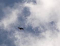 Rough-legged Buzzard (Buteo lagopus)