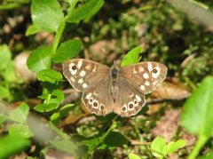 Speckled Wood (Pararge aegeria)