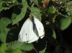 Small White (Pieris rapae)