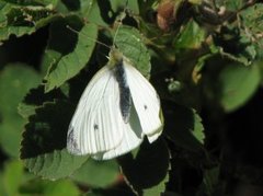 Liten kålsommerfugl (Pieris rapae)