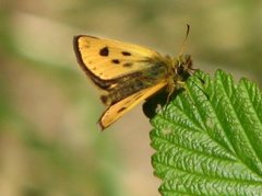 Northern Chequered Skipper (Carterocephalus silvicola)