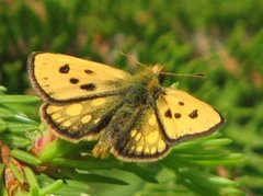 Northern Chequered Skipper (Carterocephalus silvicola)