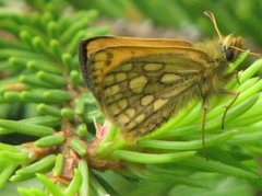 Northern Chequered Skipper (Carterocephalus silvicola)