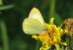 Moorland Clouded Yellow (Colias palaeno)