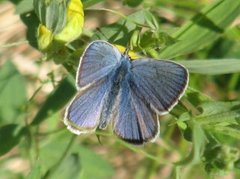 Mazarine Blue (Cyaniris semiargus)