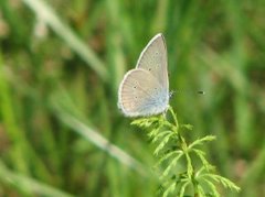 Mazarine Blue (Cyaniris semiargus)
