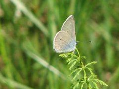 Engblåvinge (Cyaniris semiargus)