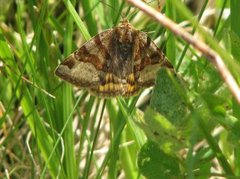 Burnet Companion (Euclidia glyphica)