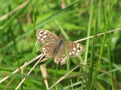 Speckled Wood (Pararge aegeria)
