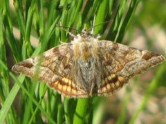 Burnet Companion (Euclidia glyphica)