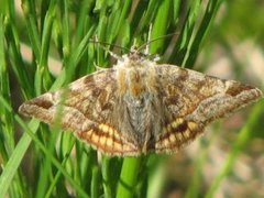 Brunt slåttefly (Euclidia glyphica)