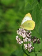 Moorland Clouded Yellow (Colias palaeno)
