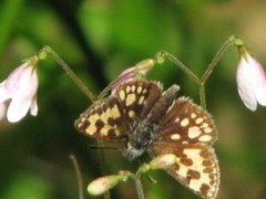 Northern Chequered Skipper (Carterocephalus silvicola)