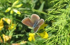 Mazarine Blue (Cyaniris semiargus)