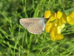Mazarine Blue (Cyaniris semiargus)