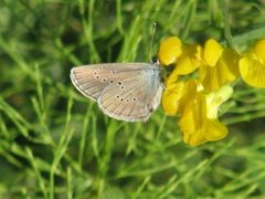 Engblåvinge (Cyaniris semiargus)