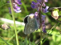 Myrblåvinge (Plebejus optilete)