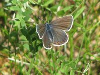 Myrblåvinge (Plebejus optilete)