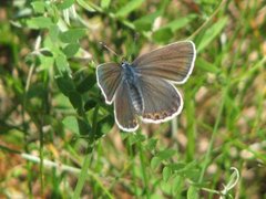 Cranberry Blue (Plebejus optilete)