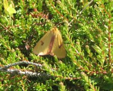 Clouded Buff (Diacrisia sannio)