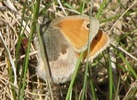 Engringvinge (Coenonympha pamphilus)