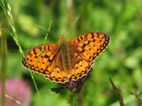 Aglajaperlemorvinge (Argynnis aglaja)