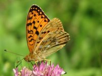 Aglajaperlemorvinge (Argynnis aglaja)