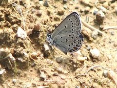 Myrblåvinge (Plebejus optilete)