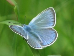 Sølvblåvinge (Polyommatus amandus)