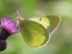Moorland Clouded Yellow (Colias palaeno)
