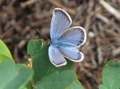 Silver-studded Blue (Plebejus argus)