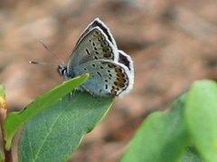 Silver-studded Blue (Plebejus argus)
