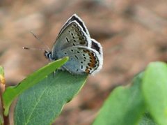 Argusblåvinge (Plebejus argus)