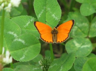 Oransjegullvinge (Lycaena virgaureae)