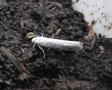 Bird-cherry Ermine (Yponomeuta evonymella)