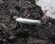 Heggspinnmøll (Yponomeuta evonymella)