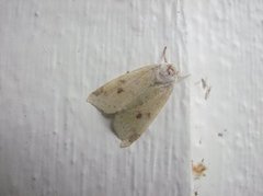 The Sallow (Xanthia icteritia)