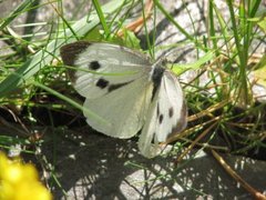 Stor kålsommerfugl (Pieris brassicae)