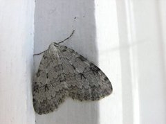 Pale November Moth (Epirrita christyi)
