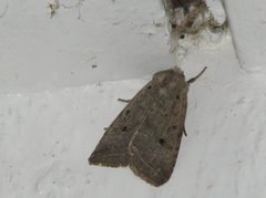 Red-line Quaker (Agrochola lota)
