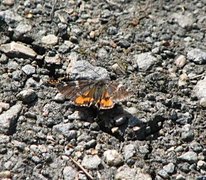 Orange Underwing (Archiearis parthenias)