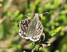 Grizzled Skipper (Pyrgus malvae)