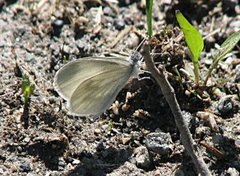 Skoghvitvinge (Leptidea sinapis)