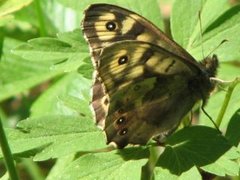 Speckled Wood (Pararge aegeria)