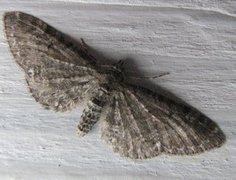 Engdvergmåler (Eupithecia satyrata)