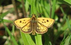 Northern Chequered Skipper (Carterocephalus silvicola)